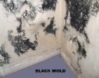 black mold